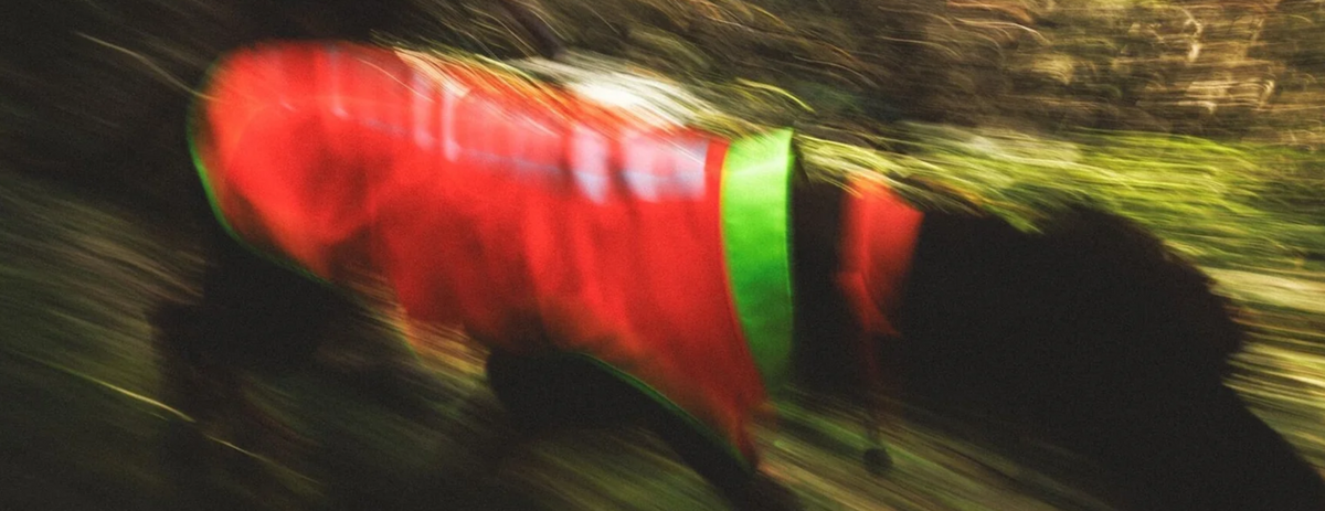High-Visibility Dog Gear for Fall & Winter