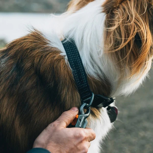 Dog Collars