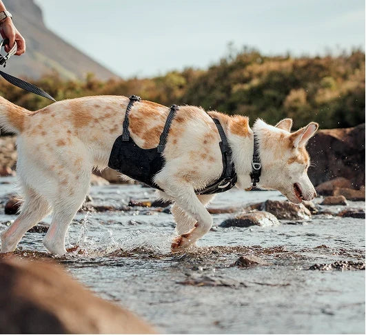 Dog Harnesses