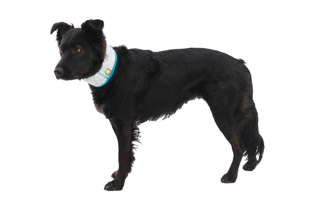 Swamp Cooler™ Cooling Neck Gaiter