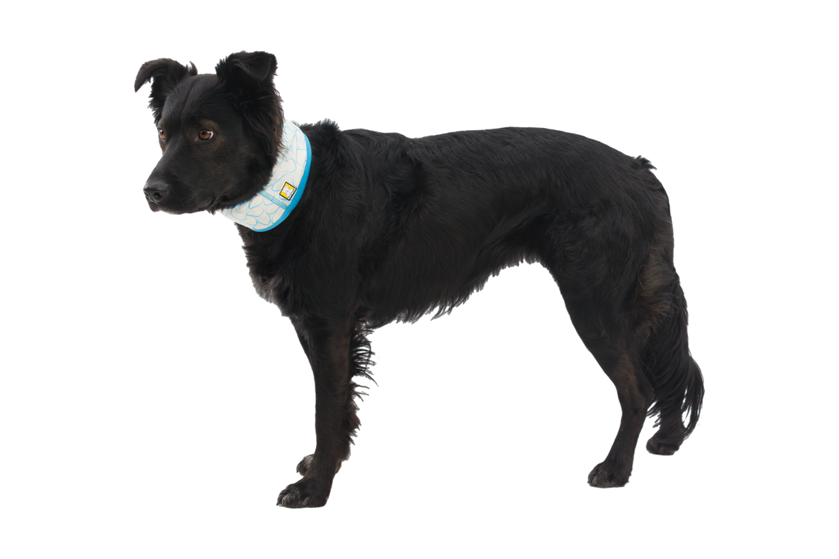 Swamp Cooler™ Cooling Neck Gaiter