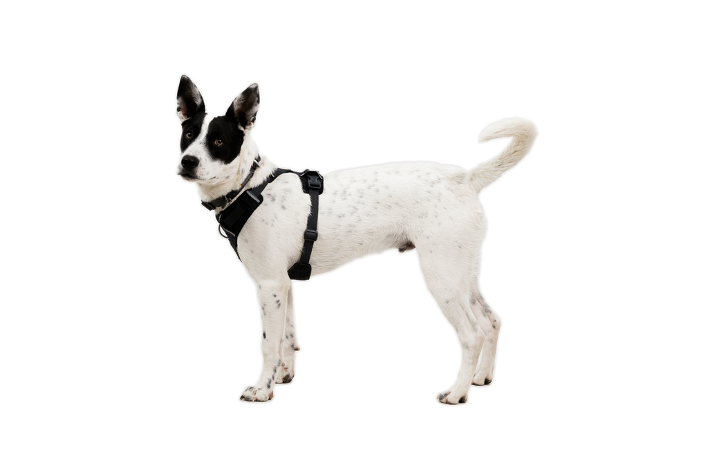 Front Range® Flex Harness