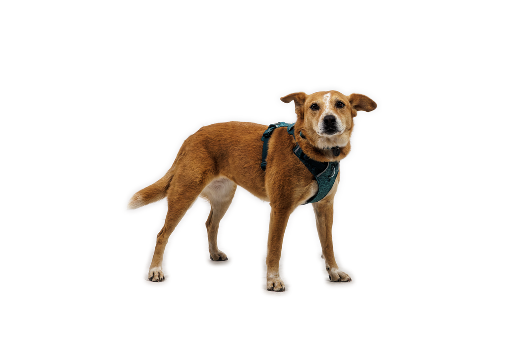 Front Range® Flex Harness